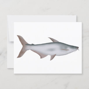 Pangas Catfish Postcard