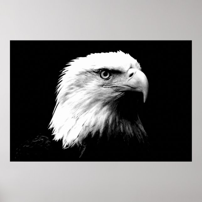 Panoramic Bald Eagle American Eagle Poster Print (Front)