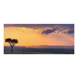 Panoramic view of single acacia tree at photo print