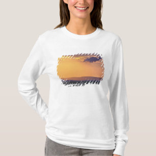 Panoramic view of single acacia tree at T-Shirt