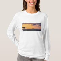 Panoramic view of single acacia tree at