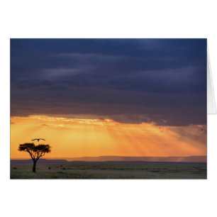 Panoramic view of Vulture and acacia tree