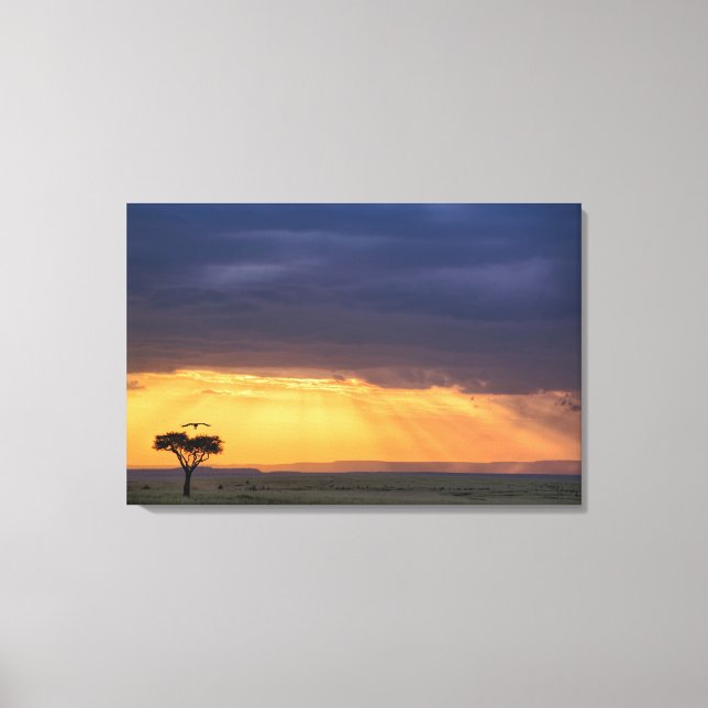 Panoramic view of Vulture and acacia tree Canvas Print (Front)