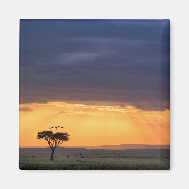 Panoramic view of Vulture and acacia tree Magnet (Front)