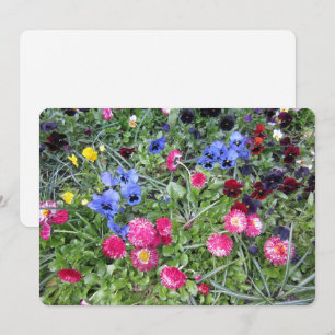 Pansies and Daisies Holiday Card