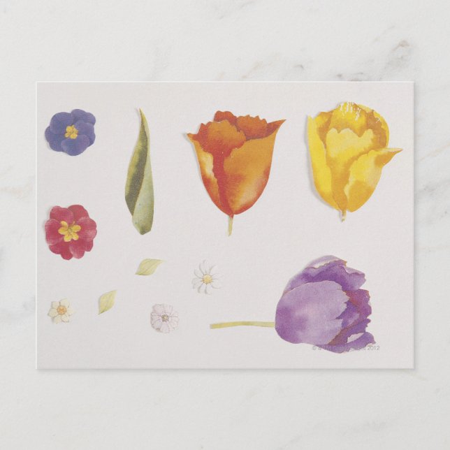 Pansies and Tulips Postcard (Front)