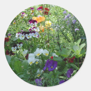 Pansies Classic Round Sticker