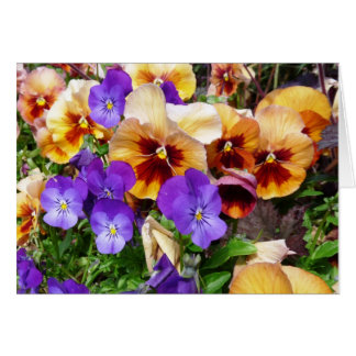 Pansies - happy faces