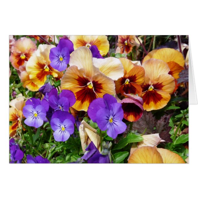 Pansies - happy faces (Front Horizontal)