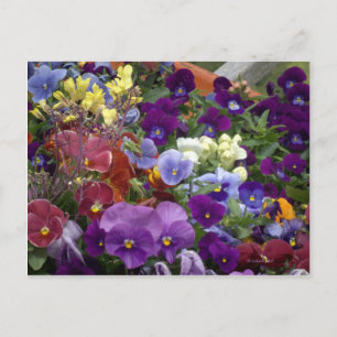 Pansies in a Wheelbarrow Postcard