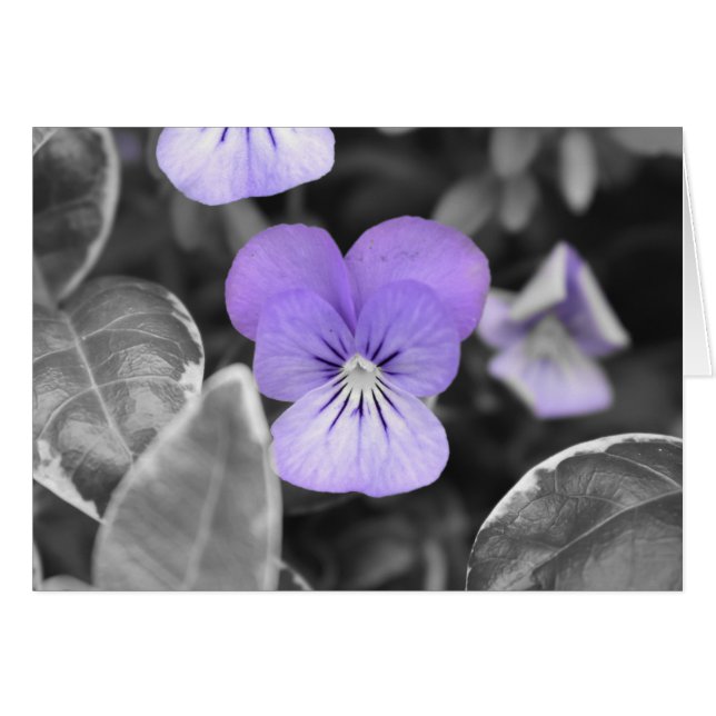 Pansies / Isolated Colour (Front Horizontal)