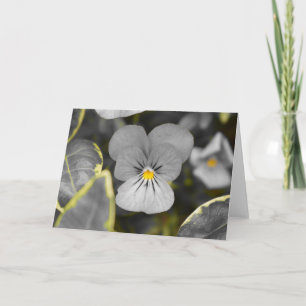 Pansies / Isolated Colour Card