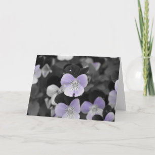Pansies / Isolated Colour Card