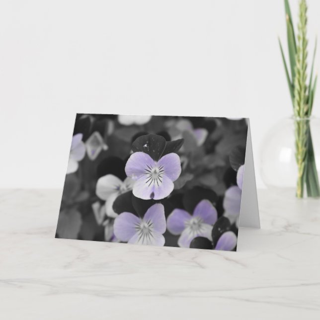 Pansies / Isolated Colour Card (Front)