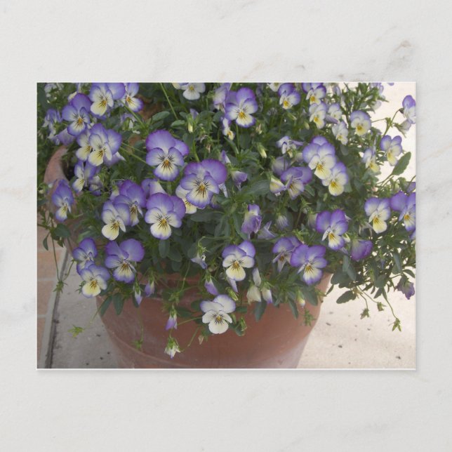 pansies postcard (Front)