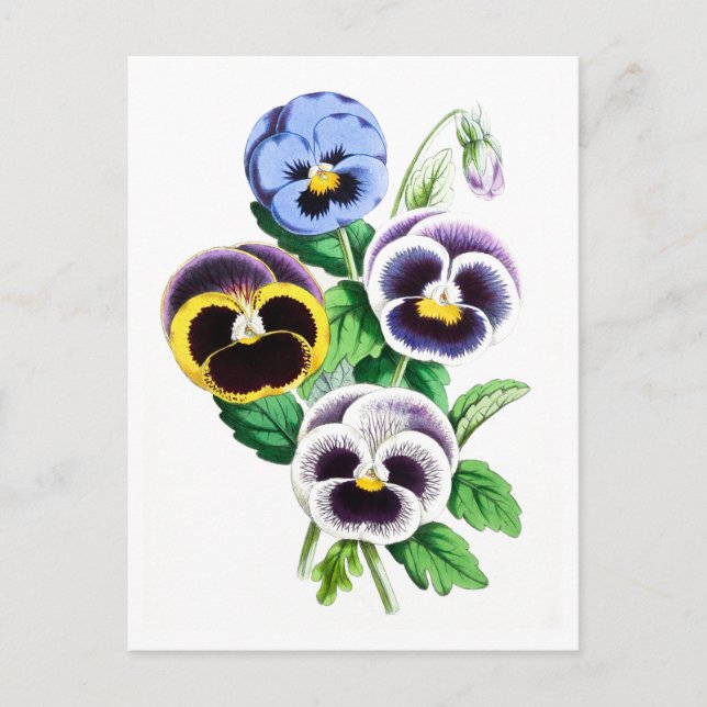 Pansies Vintage Botanical Postcard (Front)