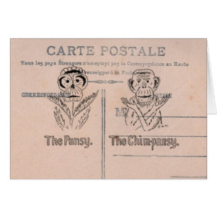 Pansy and Chimp Humour