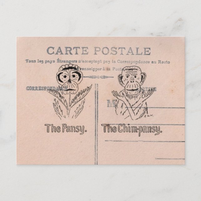 Pansy and Chimp Humour Postcard (Front)