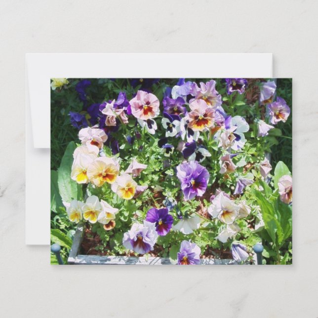 Pansy Bed  Card (Front)