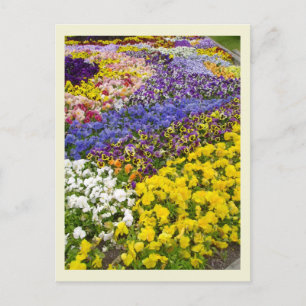 Pansy Bed Postcard