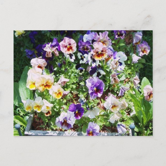 Pansy Bed Postcard (Front)