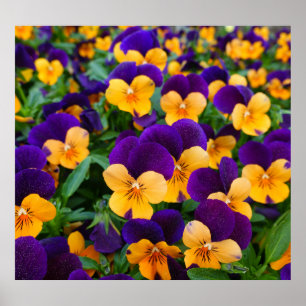 Pansy Bloom: Garden Beauty Close-up. Poster
