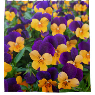 Pansy Bloom: Garden Beauty Close-up. Shower Curtain