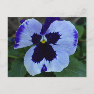 Pansy Bloom Postcard