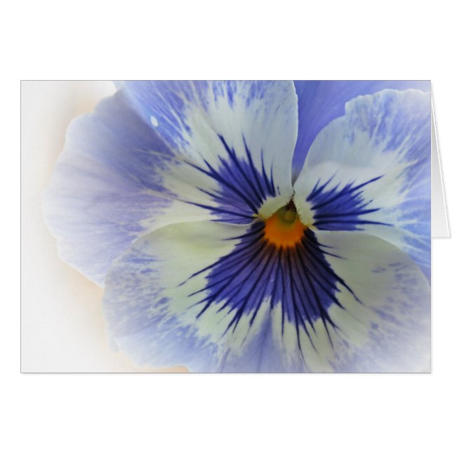 Pansy Blues (Front Horizontal)