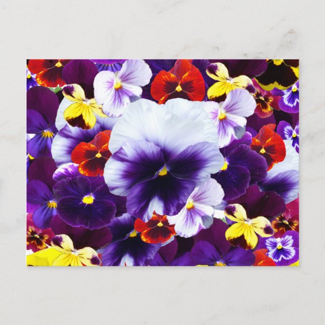 Pansy Celebration, Invitation Postcard (Front)