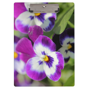 Pansy clipboard