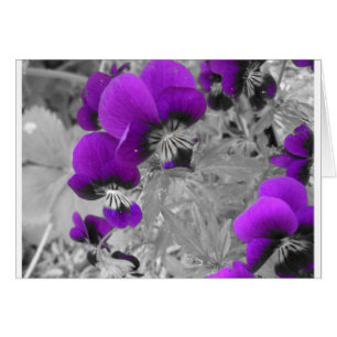 Pansy Effect
