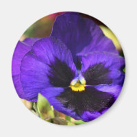 Pansy Flower Magnet