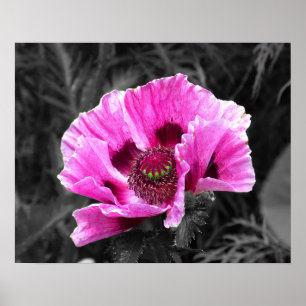 Pansy Flower Purple Colour Pop Download and Poster