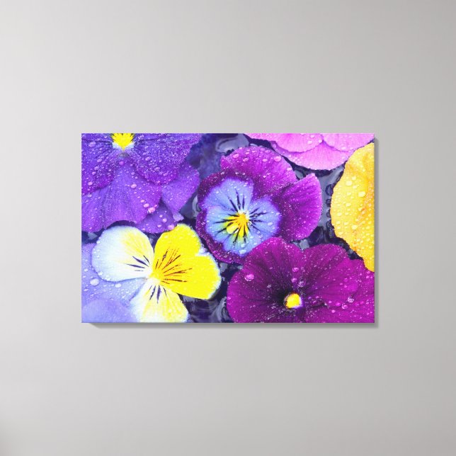 Pansy flowers floating in bird bath with dew canvas print (Front)