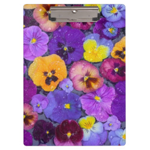 Pansy flowers floating in bird bath with dew clipboard