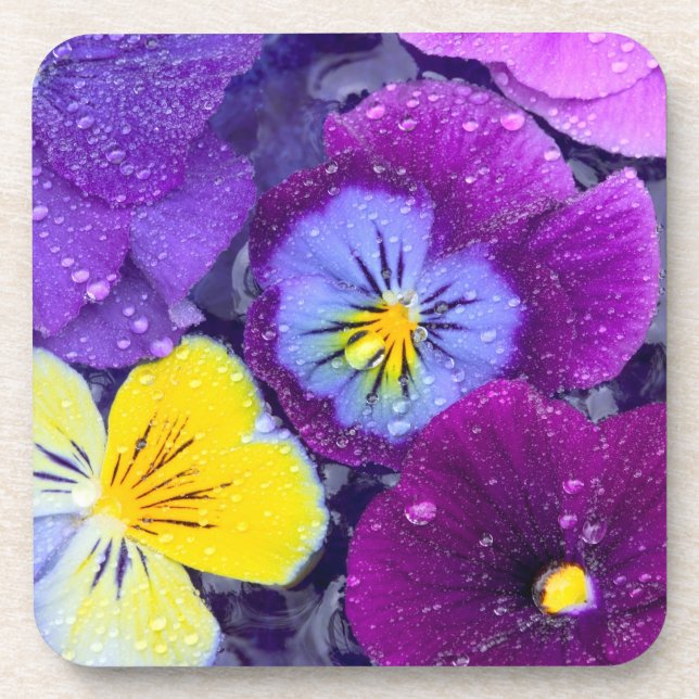 Pansy flowers floating in bird bath with dew coaster (Front)