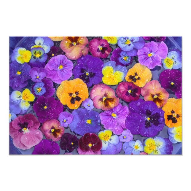 Pansy flowers floating in bird bath with dew photo print (Front)
