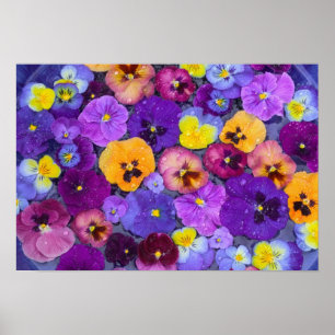 Pansy flowers floating in bird bath with dew poster