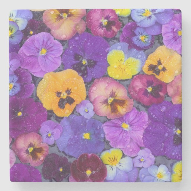 Pansy flowers floating in bird bath with dew stone coaster (Front)