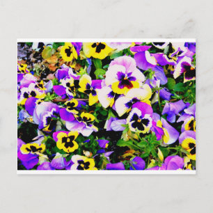 pansy flowers postcard