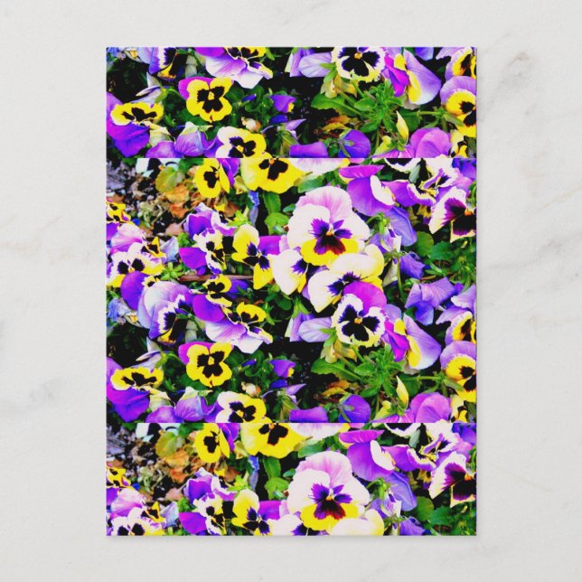 pansy flowers postcard (Front)