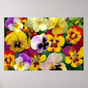 Pansy Flowers ~ Poster