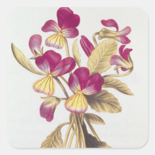 Pansy, from 'La Guirlande de Julie', c.1642 Square Sticker
