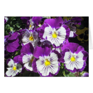 Pansy Garden