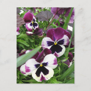 Pansy Garden Postcard