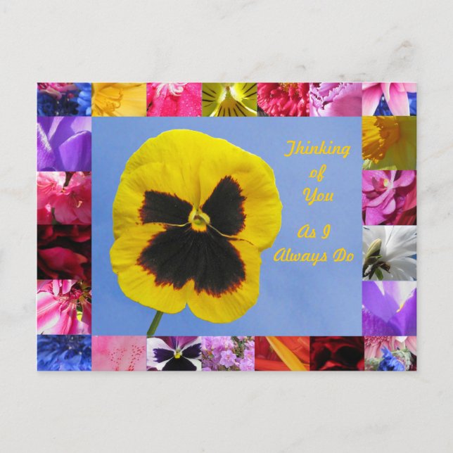 Pansy Garden Postcard (Front)