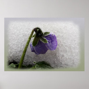 Pansy in snow poster