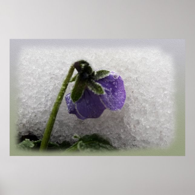 Pansy in snow poster (Front)
