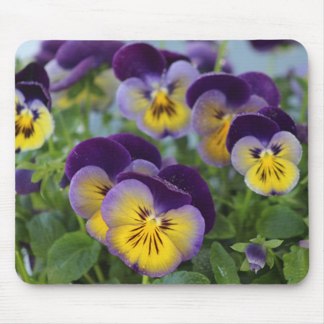 Pansy mousepad (Front)